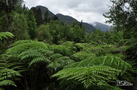 A espessa vegetação do parque de Pumalín, região de Chaitén, na Carretera Austral, sul do Chile